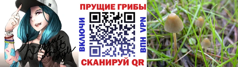 Галлюциногенные грибы Cubensis  площадка формула  Зеленогорск  где продают  